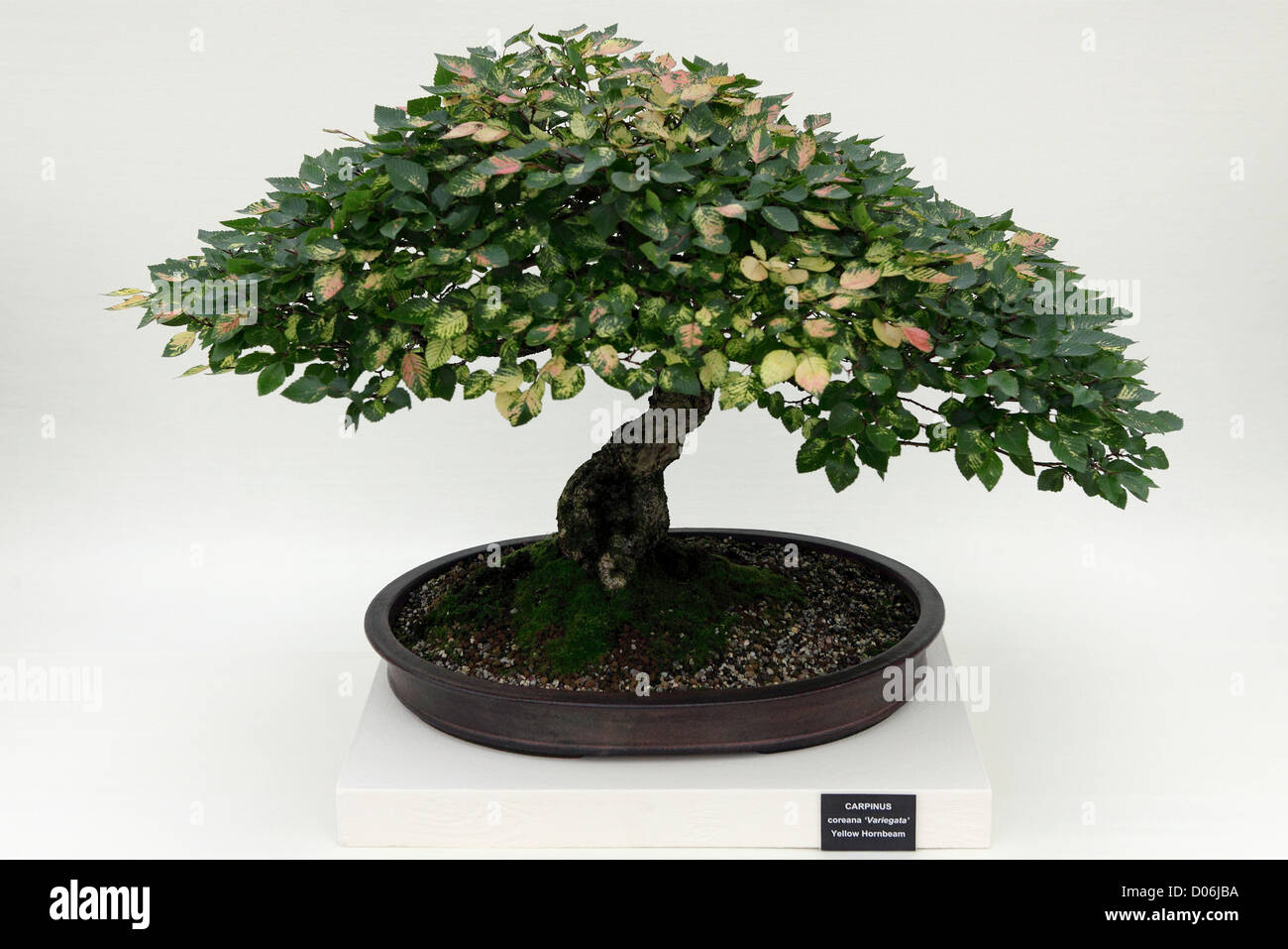 Delicate YELLOW HORNBEAM Bonsai Tree (Carpinus Coreana `Variegata`)set against a light background. Stock Photo